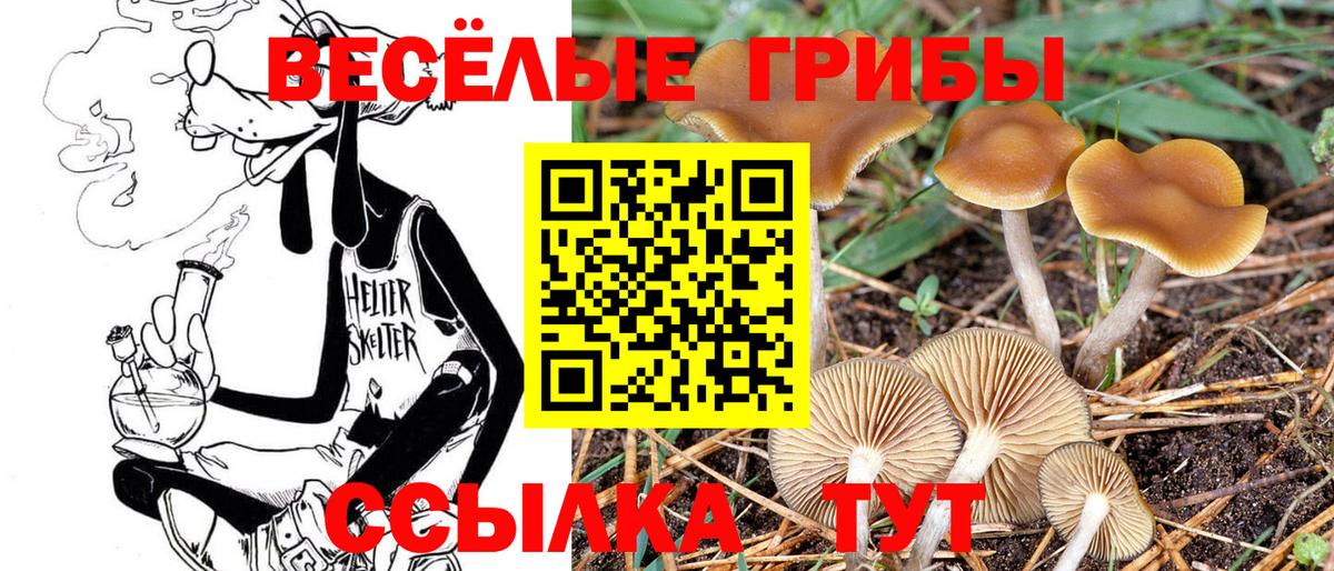 Псилоцибиновые грибы Psilocybe Арсеньев